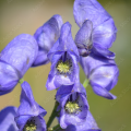 Aconitum napellus