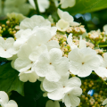 Viburnum opulus